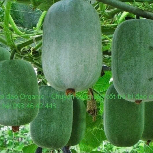 Quả bí đao
